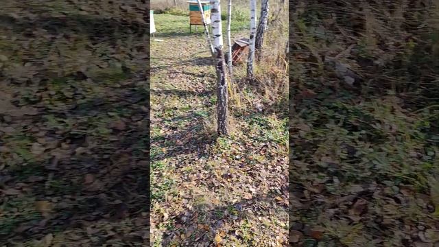 31 октября. Пчёлка пошла на облёт. Тульская область. смотреть онлайн