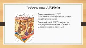 Кожа и её производные