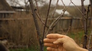 Алыча: обрезка. Урок 20 видеокурса "Обрезка плодовых деревьев" ©