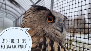 Мой мышиный план сработал! Мышь-малютка попалась! Кубик - фу-какой-пёс! Сове опять мешаем мокнуть