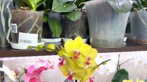 Мои Орхидеи моя Любовь гармония и красота