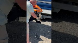 Подбор винта на Hidea 130: винт Laser 2 13,25x20