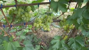 О слабых побегах и загибе рукавов на примере винограда Монарх.