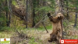 День медведя.13 декабря./Поздравляю