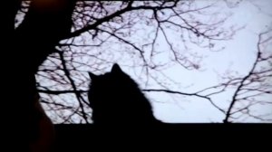 Кошки ловят птиц