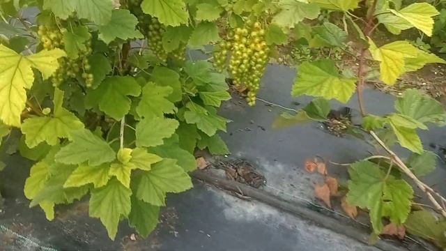 сорт белой смородины Алмазная смотреть онлайн