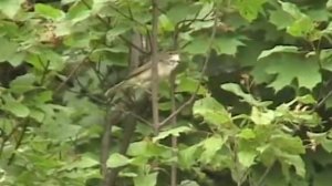 Садовая камышевка.