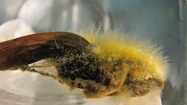 Time Lapse of Troll Doll Fungus - Syzygites megalocarpus смотреть онлайн