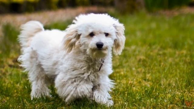 Бишон фризе (фр. Bichon a poil frise)