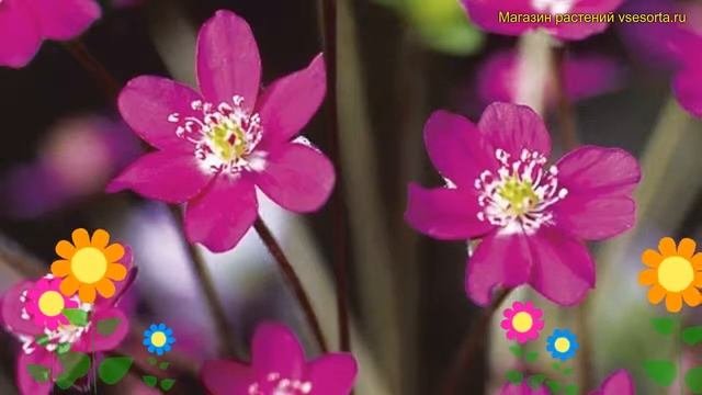 Печеночница японская Ред Форест Гибридс. Краткий обзор Hepatica Japonica Red Forest Hybrids
