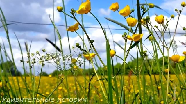 Приехав домой в отпуск, Сергей захотел сделать сюрприз своей невесте. И тихо зайдя ночью к ней... смотреть онлайн