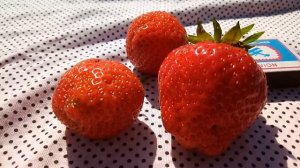 ЛЕТИЦИЯ-замечательный сорт крупноплодной земляники