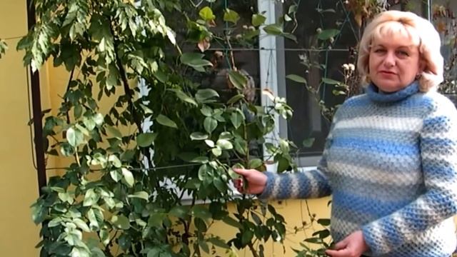 ПОСАДКА РОЗ - ОСЕННЯЯ И ВЕСЕННЯЯ смотреть онлайн