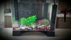 Рыбка петушок, замена воды, Betta fish ,water change