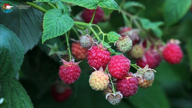 Азбука северной ягоды смотреть онлайн