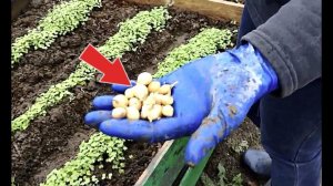 Многие и не знают! Вот что можно посадить на огороде под зиму! +озимые сорта овощей