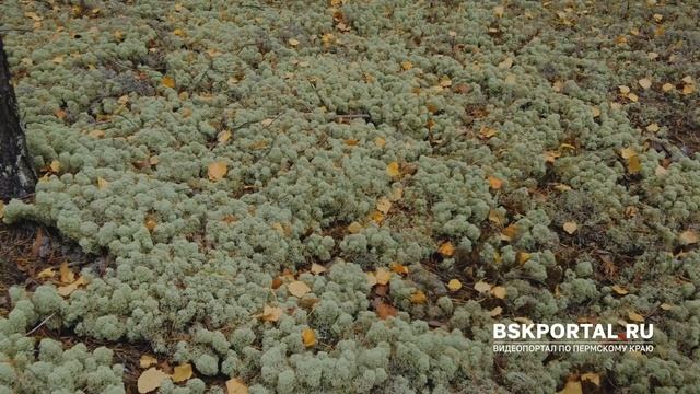 По пути заехали в лес за грибами. На улице +0,5 градусов. И что вы думаете... смотреть онлайн