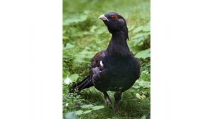 Всё о птицах ' Глухарь '