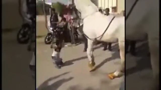 Арабский лошадь как танцует.