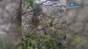 Червяки на паутине захватили деревья на воронежской улице