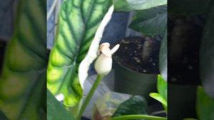 алаказия Шкура Дракона с новым листом 🪴👏