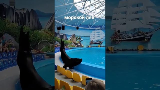 Морской лев #животные  #дельфинарий #минск #shorts #subscribe