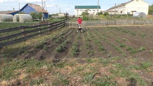 Обзор работы мотоблока ОКА , с дисковым окучником.