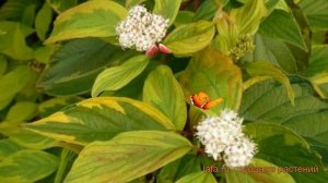 Дерен белый Гоучаулти (cornus alba gouchaulty) ? обзор: как сажать, саженцы дерена Гоучаулти