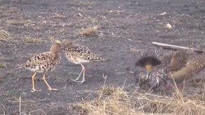 Я не дам и не проси.