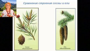 Сосна и ель не для слабых людей  № 75