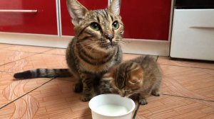 Кошка не умеет аккуратно лакать молоко. Смеялись до слез!