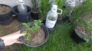 Часть 4. Как размножить гортензию.