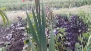 Цветение Гладиолусов