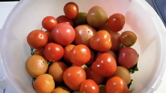 КВАШЕННЫЕ ПОМИДОРЫ ПО КЛАССИЧЕСКОМУ РЕЦЕПТУ. БЕЗ УКСУСА. ВКУСНО. ТРАДИЦИОННО.