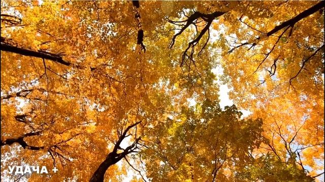 17 сентября Неопалимая Купина. Что нельзя делать 17 сентября Неопалимая Купина. Традиции и приметы