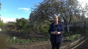 СВЁКЛА , ПРАВИЛА ПОСЕВА ВЕСНОЙ для зимнего хранения.