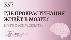 Нейробиология и нейропсихология прокрастинации