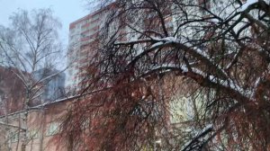 Про ягодную яблоню, чемпиона по морозостойкости и неприхотливости!