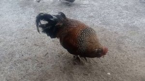 Много петухов будет мало яиц