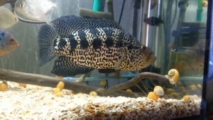 Манагуанская и мотагуанская цихлазомы. Parachromis managuensis and motaguensis. (19.03.2015)