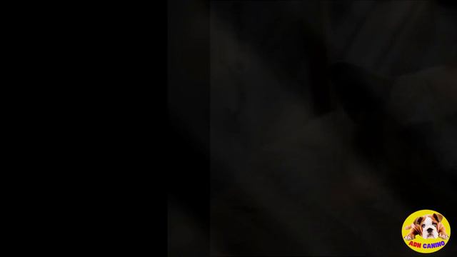 🚨COMO QUITAR EL MIEDO EN PERROS смотреть онлайн