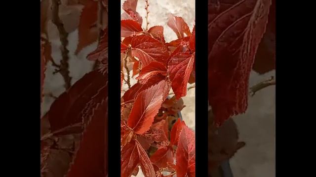 Acalypha wilkesiana смотреть онлайн