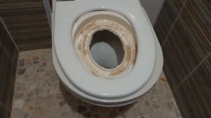 Как приучить кота к унитазу. Бенгальский кот Вирсик. 猫