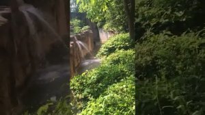 Зоопарк убивает гориллу, чтобы спасти мальчика! Мальчик попал в корпус к горилле