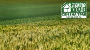 Рожь как сидерат