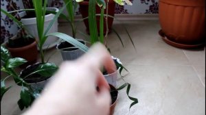 Какие комнатные растения из семян у меня растут.__Валентина Земскова.