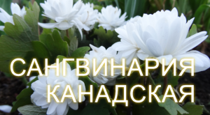 Необычный садовый цветок Сангвинария Канадская