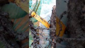 Спонтанный заказ из  ЛЮБИМОГО питомника Красна роза  ?