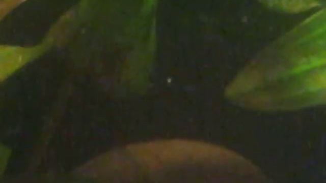 Две молодые пары Блю Демпси (самец Блю + самка пчела) смотреть онлайн