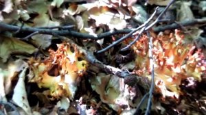 Сбор лисички в Крыму. Мастер-класс.